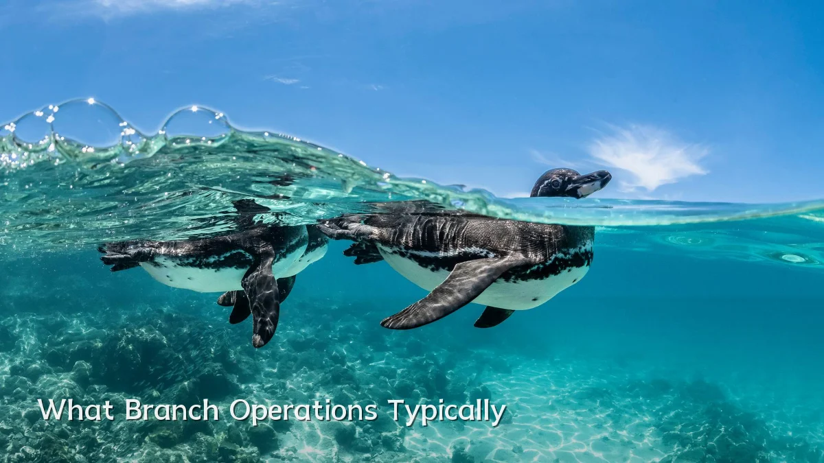 What Branch Operations Typically