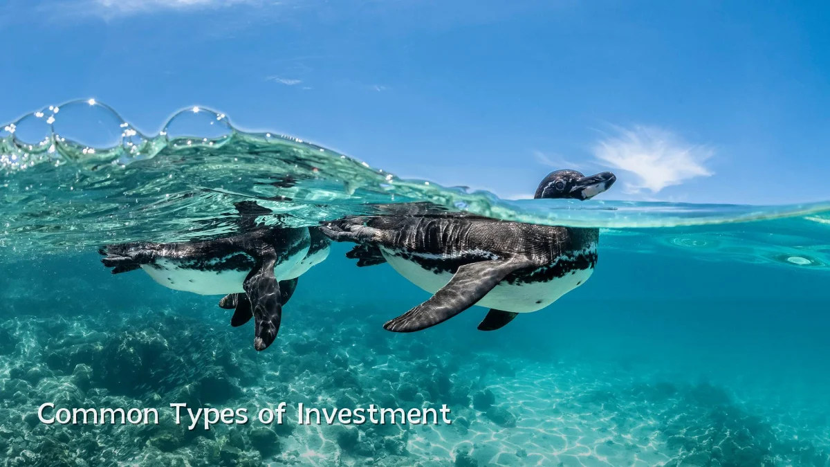 Common Types of Investment
