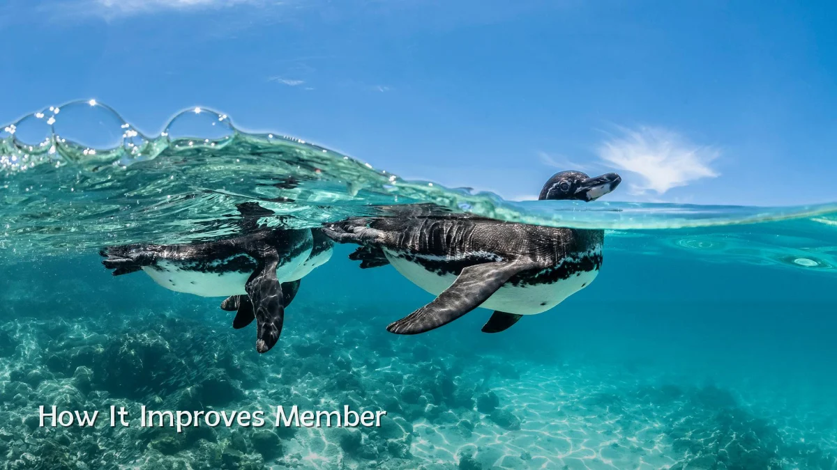 How It Improves Member