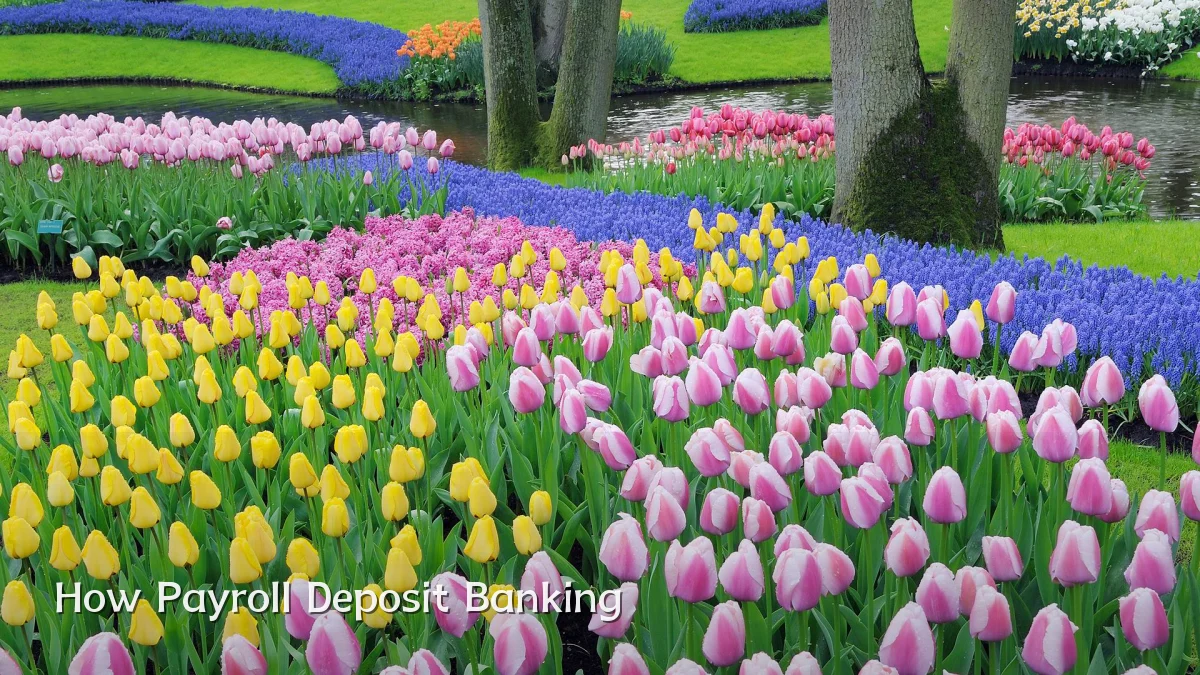 How Payroll Deposit Banking