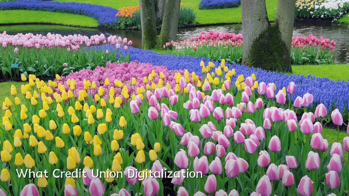 What Credit Union Digitalization