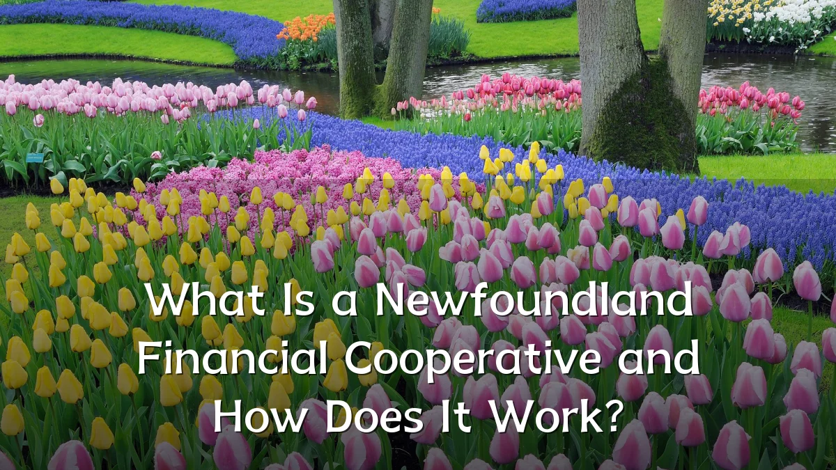 What Is a Newfoundland Financial Cooperative and How Does It Work?